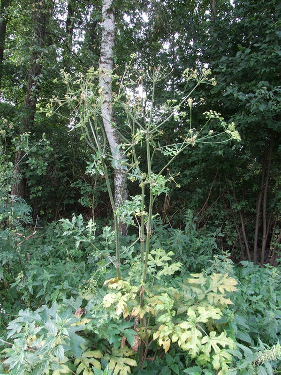 Uwaga, Mieszkańcy Gminy Szubin!!!