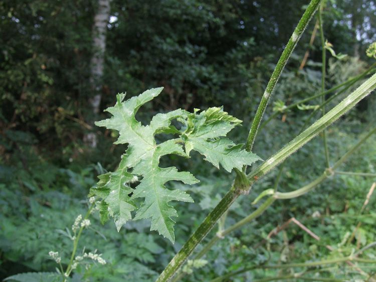 Uwaga, Mieszkańcy Gminy Szubin!!!
