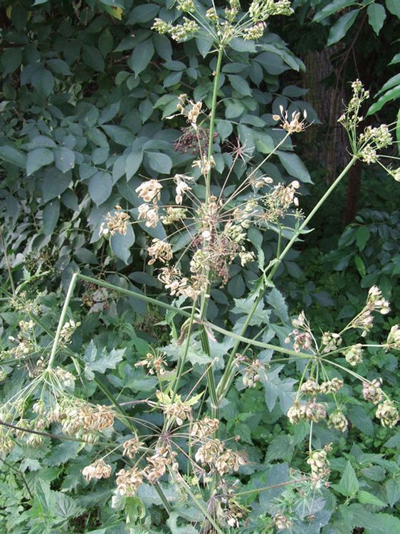 Uwaga, Mieszkańcy Gminy Szubin!!!