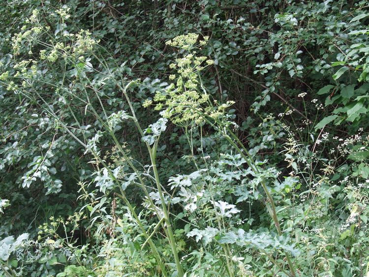 Uwaga, Mieszkańcy Gminy Szubin!!!