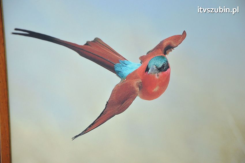 Dzika przyroda Świata w  bibliotece !