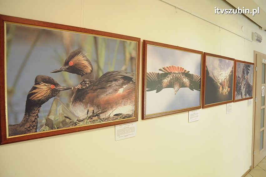 Dzika przyroda Świata w  bibliotece !