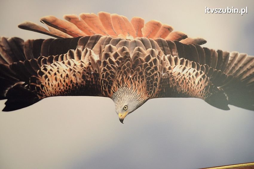 Dzika przyroda Świata w  bibliotece !