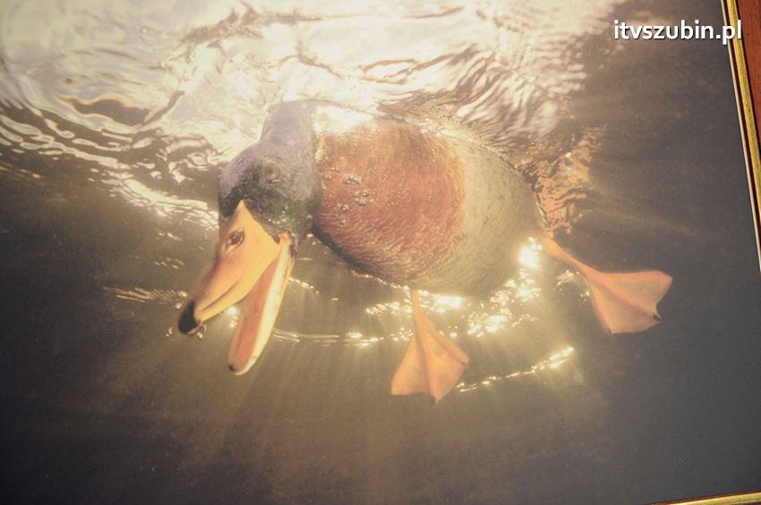 Dzika przyroda Świata w  bibliotece !