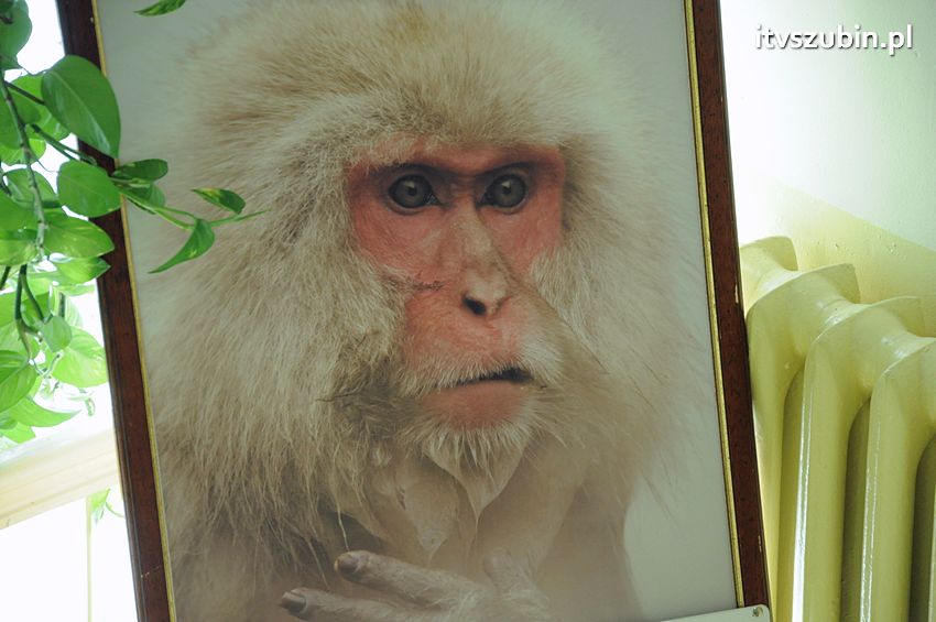 Dzika przyroda Świata w  bibliotece !