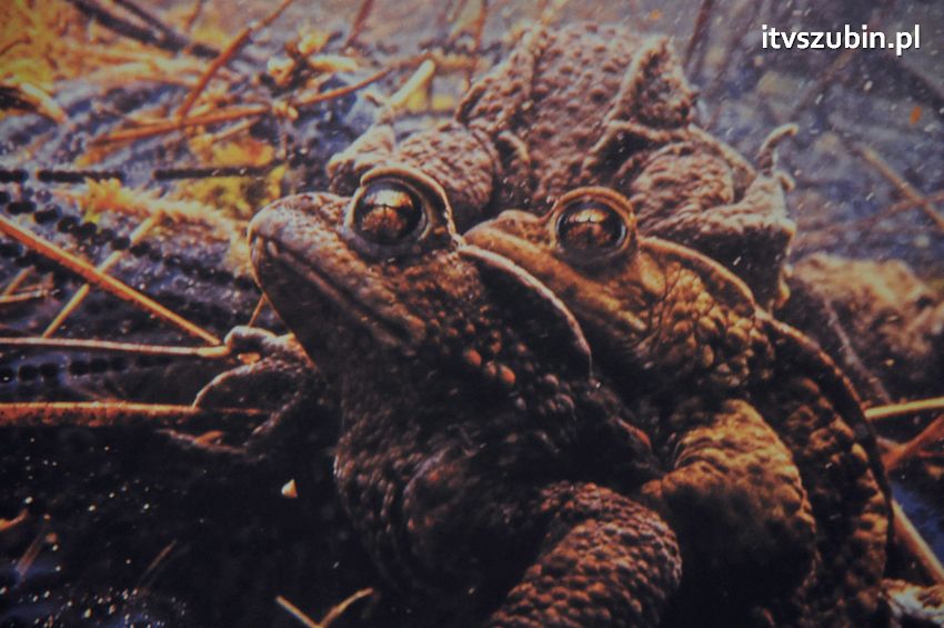 Dzika przyroda Świata w  bibliotece !