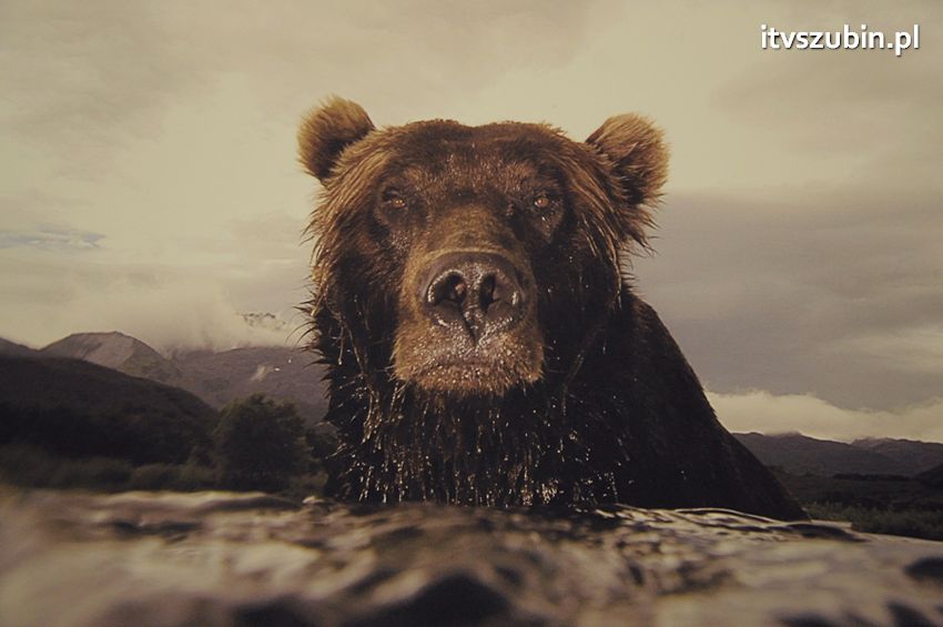 Dzika przyroda Świata w  bibliotece !