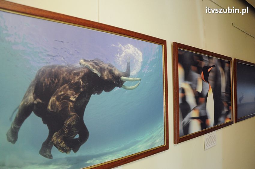 Dzika przyroda Świata w  bibliotece !