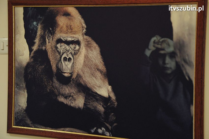 Dzika przyroda Świata w  bibliotece !