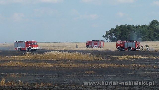 Spłonęło około 25 ha zboża na pniu