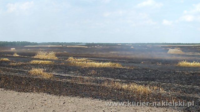 Spłonęło około 25 ha zboża na pniu