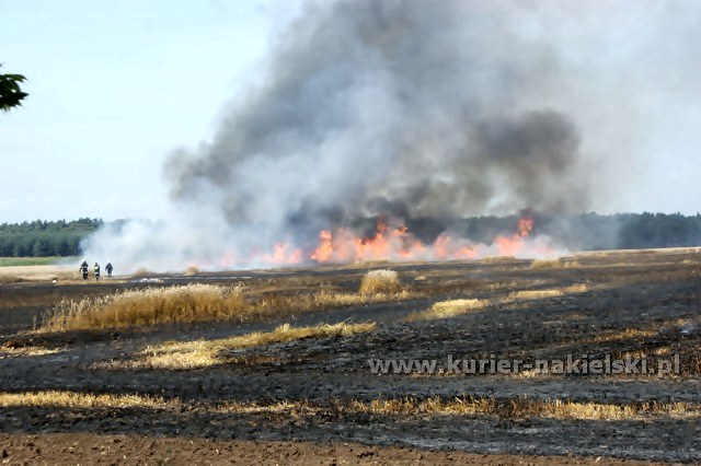 Spłonęło około 25 ha zboża na pniu