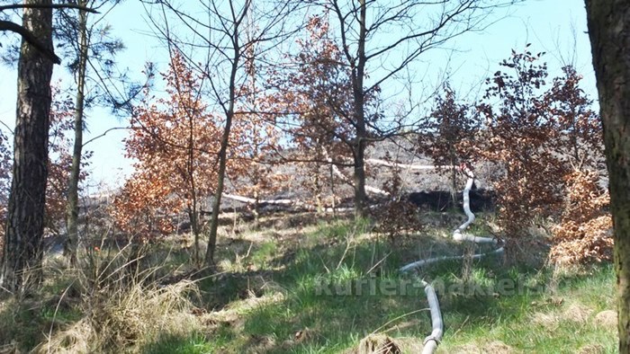 Spaliło się 0,5 ha poszycia młodnika