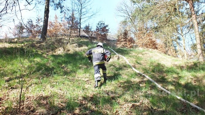 Spaliło się 0,5 ha poszycia młodnika