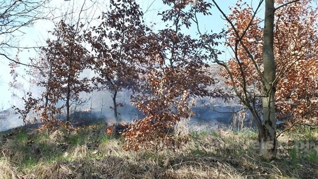 Spaliło się 0,5 ha poszycia młodnika