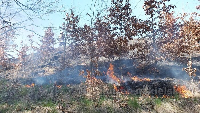 Spaliło się 0,5 ha poszycia młodnika