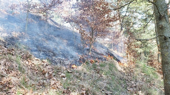 Spaliło się 0,5 ha poszycia młodnika