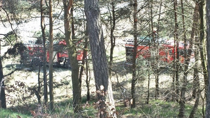 Spaliło się 0,5 ha poszycia młodnika