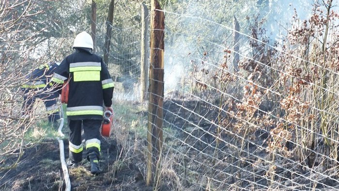 Spaliło się 0,5 ha poszycia młodnika