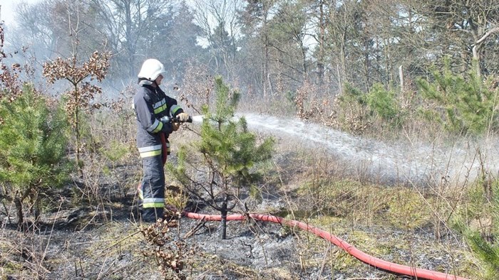 Spaliło się 0,5 ha poszycia młodnika