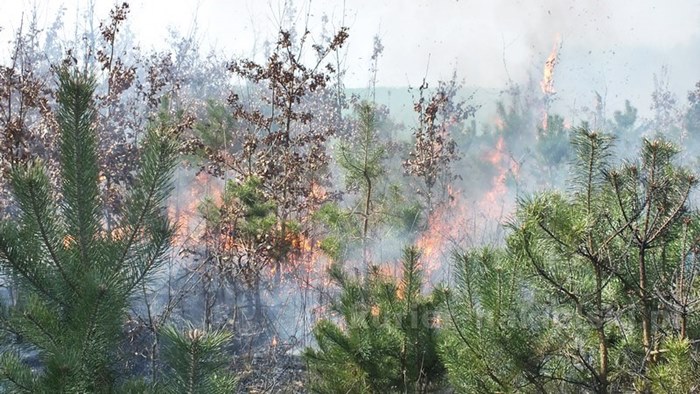 Spaliło się 0,5 ha poszycia młodnika