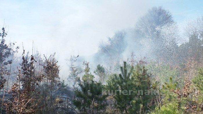 Spaliło się 0,5 ha poszycia młodnika