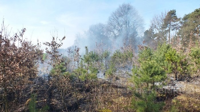 Spaliło się 0,5 ha poszycia młodnika