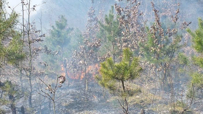 Spaliło się 0,5 ha poszycia młodnika