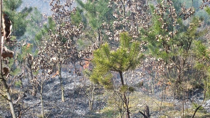 Spaliło się 0,5 ha poszycia młodnika