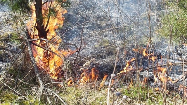 Spaliło się 0,5 ha poszycia młodnika