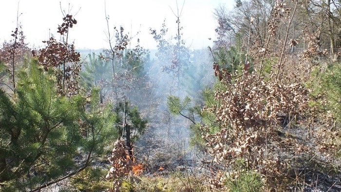 Spaliło się 0,5 ha poszycia młodnika
