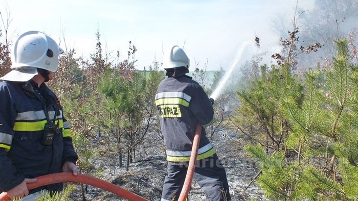 Spaliło się 0,5 ha poszycia młodnika