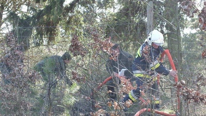 Spaliło się 0,5 ha poszycia młodnika