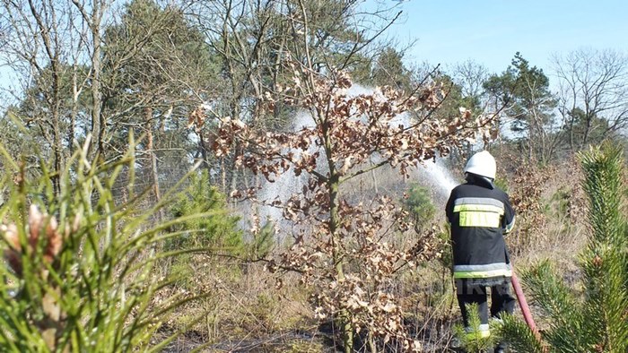 Spaliło się 0,5 ha poszycia młodnika