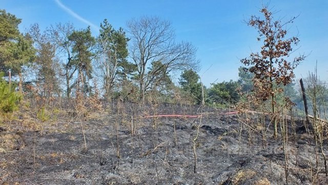 Spaliło się 0,5 ha poszycia młodnika