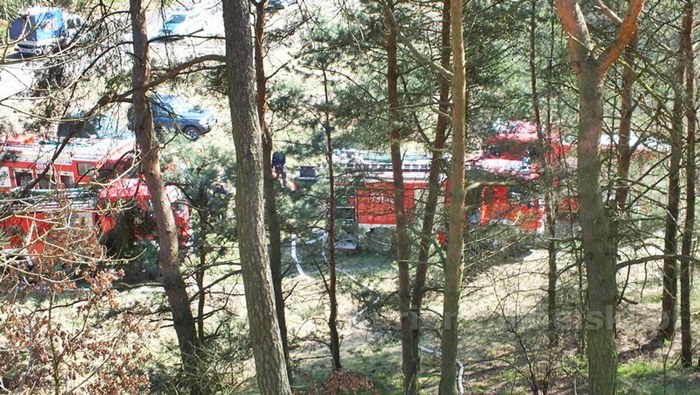 Spaliło się 0,5 ha poszycia młodnika