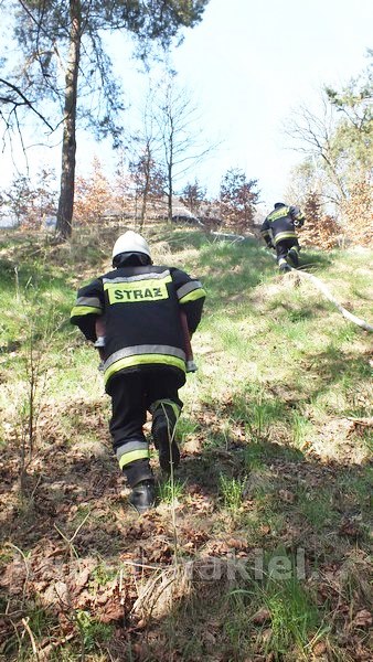 Spaliło się 0,5 ha poszycia młodnika