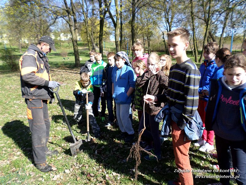 100 drzew na 100-lecie szkoły