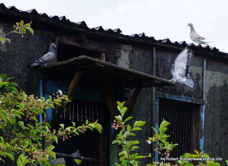 Informacje o działaniach straży pożarnej na terenie powiatu nakielskiego w okresie 29.04.2014 ? 4.05.2014
