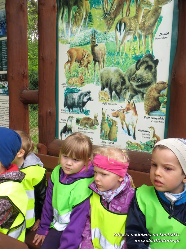 Żabki? i ?Misie? poznają las!