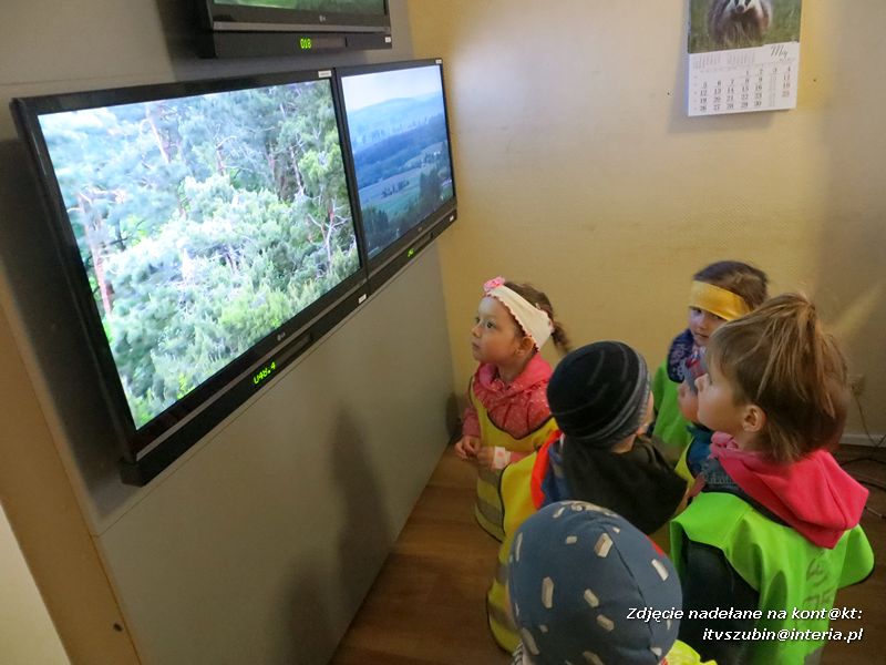 Żabki? i ?Misie? poznają las!