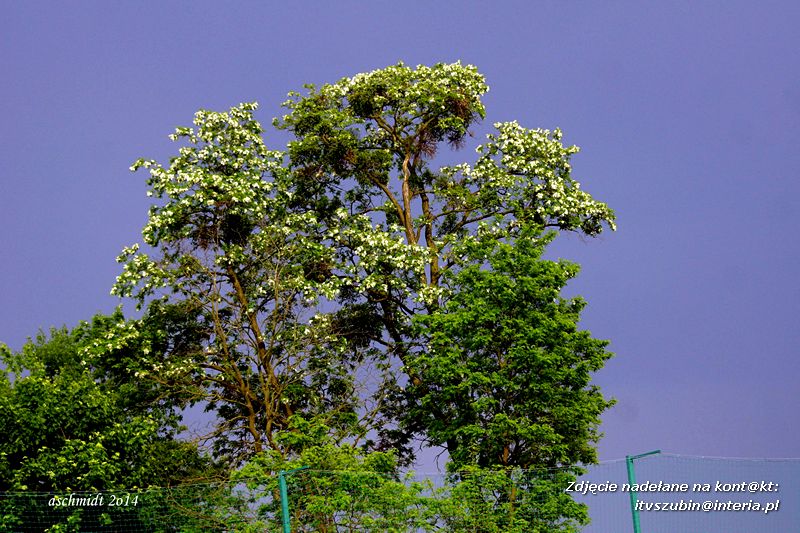 Szubinianka Szubin - Sparta Brodnica 0:4