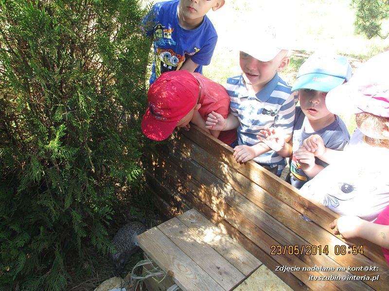 Motylki wiedzą, jak pomagać jeżom