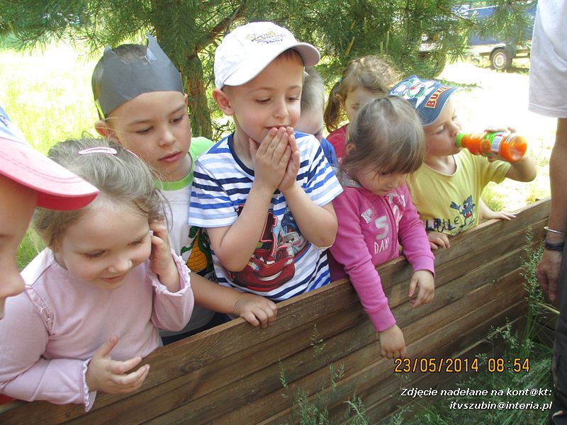 Motylki wiedzą, jak pomagać jeżom