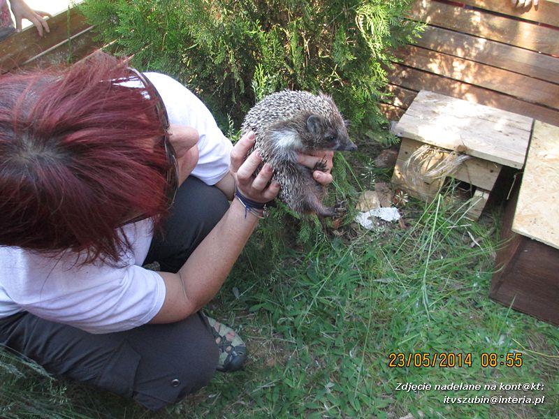 Motylki wiedzą, jak pomagać jeżom