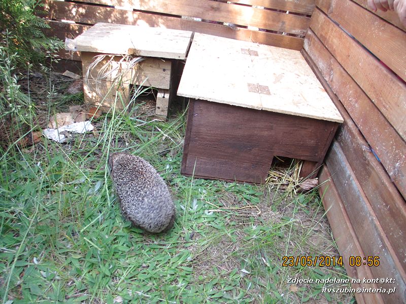 Motylki wiedzą, jak pomagać jeżom