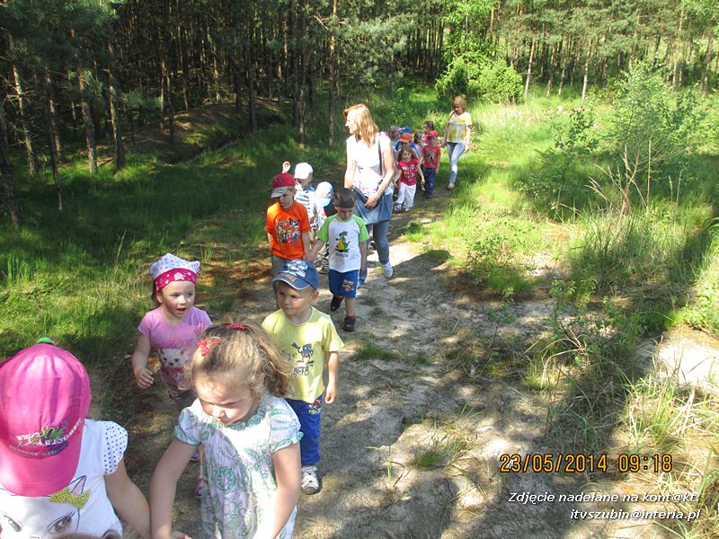 Motylki wiedzą, jak pomagać jeżom