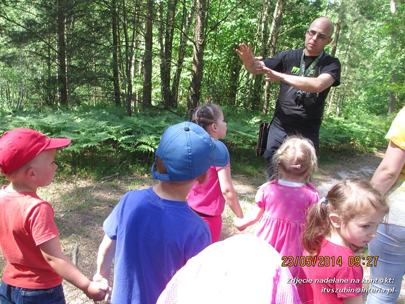 Motylki wiedzą, jak pomagać jeżom