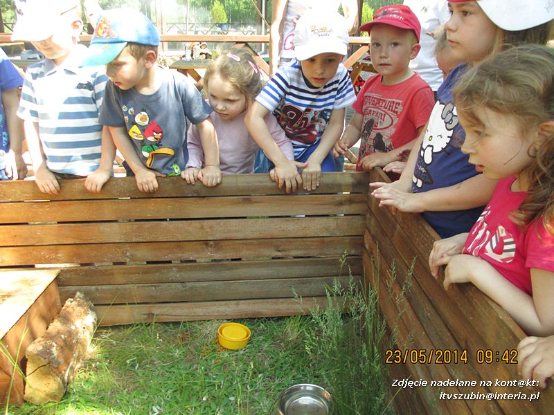 Motylki wiedzą, jak pomagać jeżom