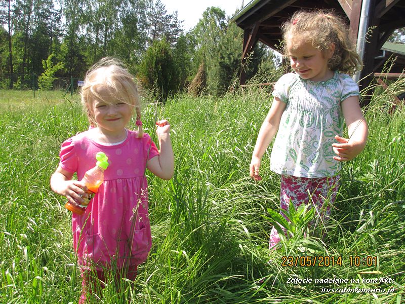 Motylki wiedzą, jak pomagać jeżom